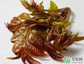 痛風能吃香椿嗎？痛風能吃香椿煎蛋嗎？