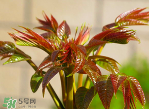 香椿會致癌嗎？香椿吃多了會致癌嗎？ 
