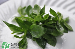 人參菜的功效與作用 人參菜的營養價值