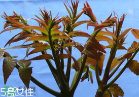 ?香椿癌癥病人能吃嗎？癌癥患者可以吃香椿嗎？