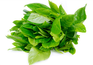 人參菜怎么吃？人參菜怎么吃好？