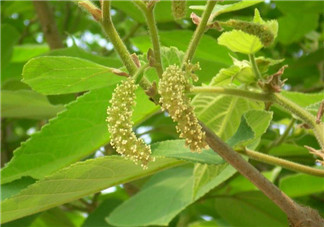 蒸構(gòu)樹花兒孕婦可以吃嗎？孕婦可以吃蒸構(gòu)樹花兒嗎？