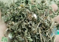 蒲公英和婆婆丁的區別_婆婆丁和蒲公英的區別