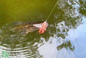 四月份能路亞黑魚嗎？路亞黑魚什么時(shí)間最好？
