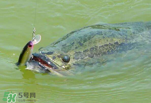 四月份能路亞黑魚嗎？路亞黑魚什么時(shí)間最好？