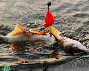 4月份能釣鰱魚嗎？四月份能釣鰱魚嗎？