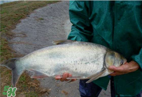 4月份能釣鰱魚嗎？四月份能釣鰱魚嗎？