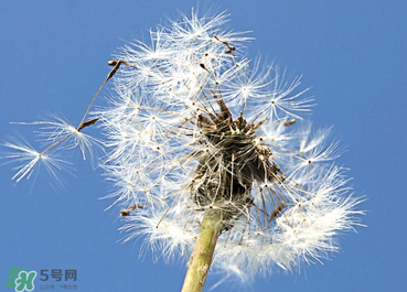 婆婆丁能治糖尿病嗎？婆婆丁可以治糖尿病嗎？