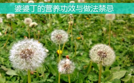 大葉芹怎么吃？大葉芹的做法？