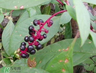 商陸可以吃嗎？商陸能不能吃？