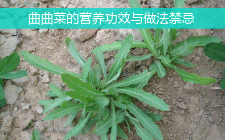 大葉芹怎么吃？大葉芹的做法？