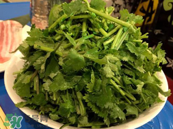四月份可以種香菜嗎？四月份還能種香萊嗎？