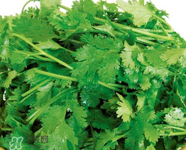 四月份可以種香菜嗎？四月份還能種香萊嗎？
