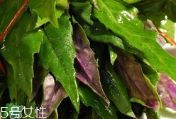 紅背菜是發物嗎?紅背菜孕婦可以吃嗎?