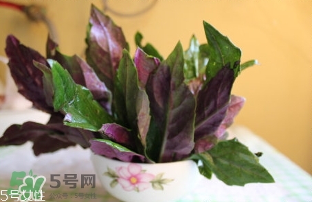 紅背菜是發物嗎?紅背菜孕婦可以吃嗎?