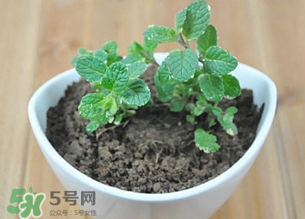 薄荷能放臥室嗎？薄荷能不能放臥室