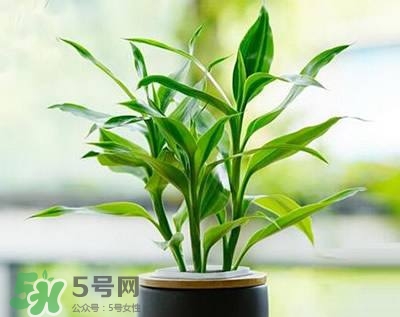 富貴竹可以和百合一起養(yǎng)嗎？富貴竹可以和什么花養(yǎng)？
