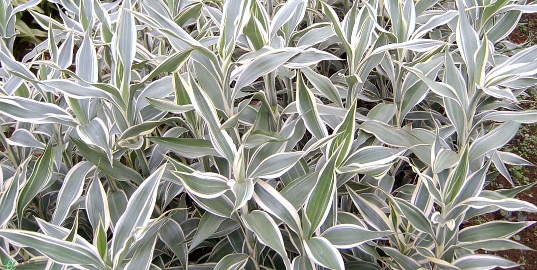 富貴竹有幾個(gè)品種？富貴竹有種子嗎？