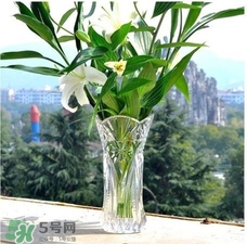 富貴竹有幾個(gè)品種？富貴竹有種子嗎？