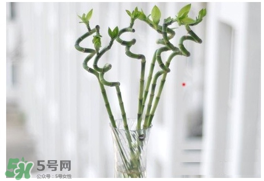 富貴竹葉子發(fā)黃怎么辦？富貴竹怎么養(yǎng)才能更旺盛？
