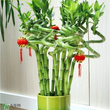 富貴竹有毒嗎？富貴竹有什么作用？
