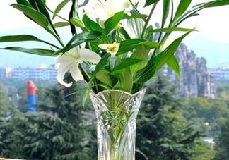 富貴竹有幾個(gè)品種？富貴竹有種子嗎？