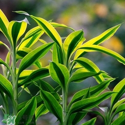 富貴竹有幾個(gè)品種？富貴竹有種子嗎？