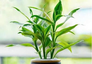 富貴竹可以和百合一起養(yǎng)嗎？富貴竹可以和什么花養(yǎng)？