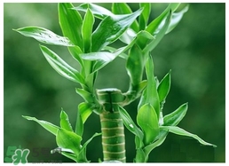 富貴竹葉子發(fā)黃怎么辦？富貴竹怎么養(yǎng)才能更旺盛？
