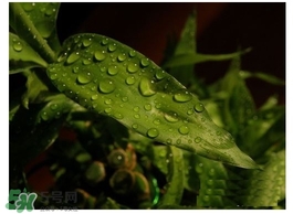 富貴竹葉子發(fā)黃怎么辦？富貴竹怎么養(yǎng)才能更旺盛？