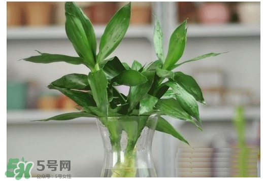 富貴竹葉子發(fā)黃怎么辦？富貴竹怎么養(yǎng)才能更旺盛？