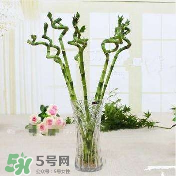 富貴竹有幾個(gè)品種？富貴竹有種子嗎？