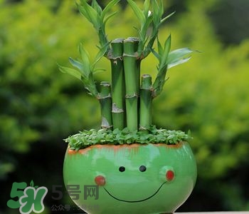 富貴竹可以和百合一起養(yǎng)嗎？富貴竹可以和什么花養(yǎng)？