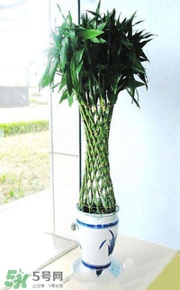 富貴竹有幾個(gè)品種？富貴竹有種子嗎？