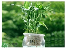 富貴竹葉子發(fā)黃怎么辦？富貴竹怎么養(yǎng)才能更旺盛？
