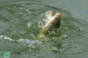 谷雨怎么釣魚？谷雨前后釣魚技巧