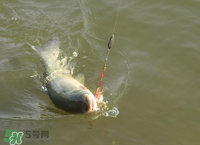 谷雨好釣魚嗎？谷雨釣魚用什么餌料？