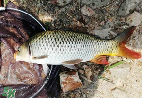 谷雨好釣魚嗎？谷雨釣魚用什么餌料？