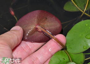 ?莼菜什么時節有？莼菜什么時候采摘？