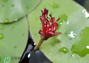莼菜能放冰箱嗎？莼菜怎么保存？