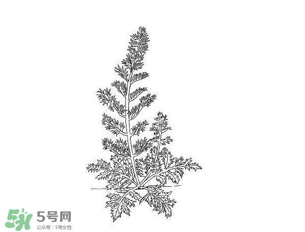 白蒿孕婦能吃嗎？孕婦可以吃白蒿嗎？