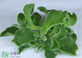 冰草可以放冰箱嗎？冰草能用冰塊保存嗎？