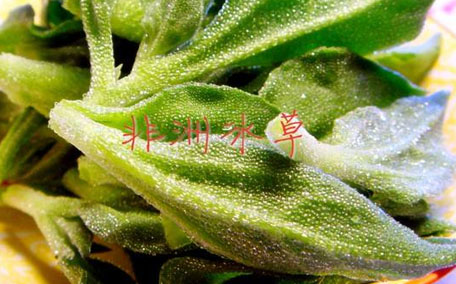 冰菜怎么吃？冰菜可以炒著吃嗎？