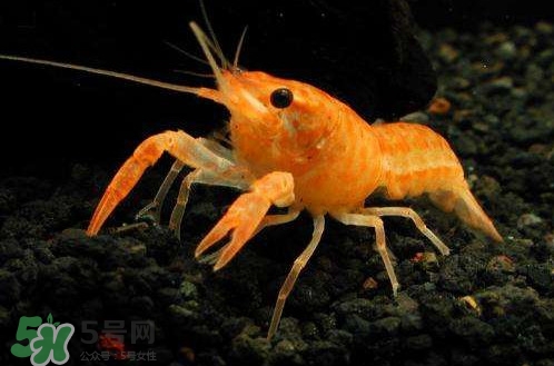 蝦子怎么養？蝦子如何養