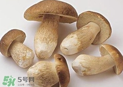 美味牛肝菌多少錢一斤？一斤牛肝菌多少錢？