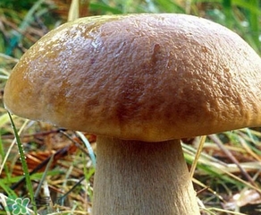 美味牛肝菌多少錢一斤？一斤牛肝菌多少錢？