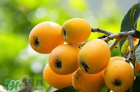 枇杷不能和什么一起吃？枇杷不能跟什么一起吃