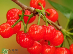 櫻桃可以帶上飛機(jī)嗎？坐飛機(jī)可以帶櫻桃嗎？