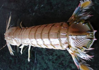 爬蝦蒸還是煮？爬蝦蒸好還是煮好？