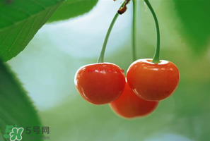 吃櫻桃會醉嗎？櫻桃吃多了會醉嗎？